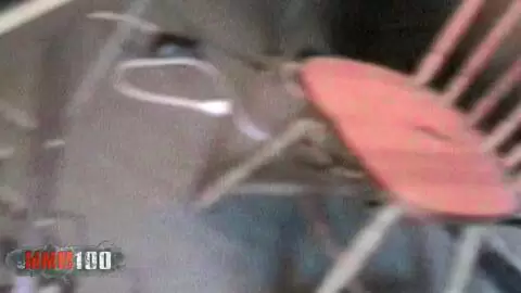 POV Die dünne französische Brünette Alys Rebel wird hart genagelt photo 05