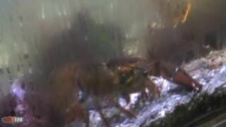 Barbara and angelina having fu