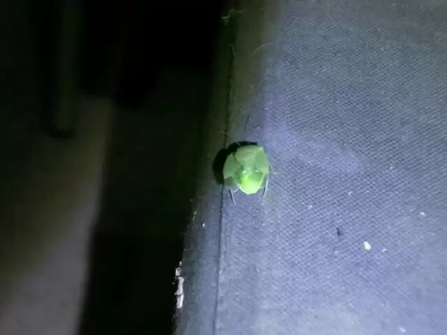 Allya trifft auf ein grünes Insekt und kommt davon nicht los!
 photo 3