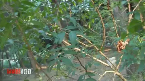 Ein Voyeur filmt einen Typen, der sich im Wald einen blasen lässt photo 3
